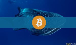 Bitcoin Whale