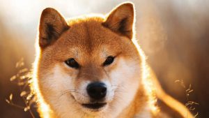 Shiba