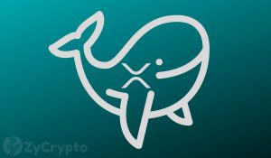 XRP Whales Are Seriously Accumulating – A Major Price Movement Inbound