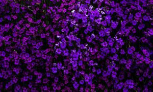 artiom vallat rU BvpGC8nQ unsplash 2 1000x600 1