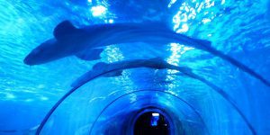 shark g9feda98f5 1920 1200x600 1