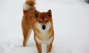 shiba g809a3292b 1280 1000x600 1