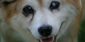 shiba inu 262844 1920 1200x600 1