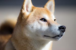 shiba inu g755c9056b 1280