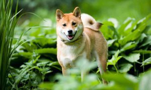 shiba inu cover 1