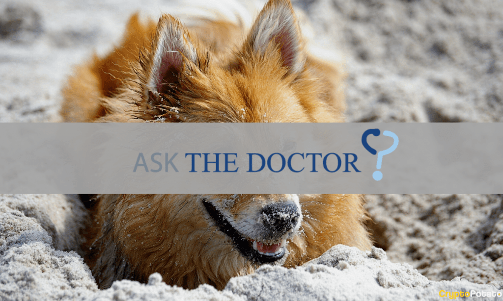 Ask The Doctor Shiba