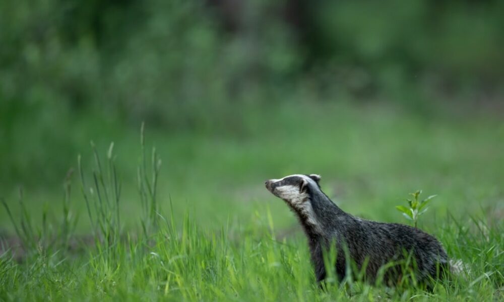 Badger photo 1590126974110 d8cb66eadbc7 1000x600 1