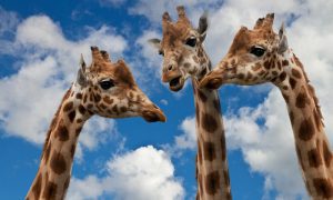 giraffes 627031 1280 1000x600 1