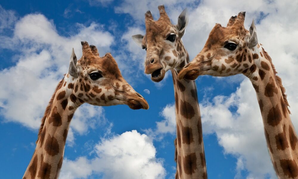 giraffes 627031 1280 1000x600 1