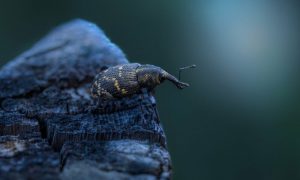 large pine weevil g85ffe91fc 1280 1000x600 1