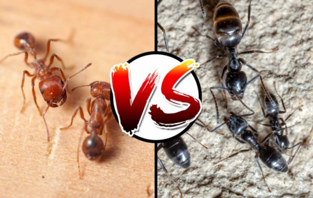 red ants vs black ants