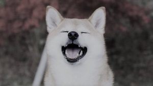 shiba inu 4