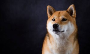shiba inu cover