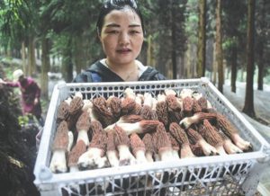A farmer holds a basket edible fungus ready selling photo