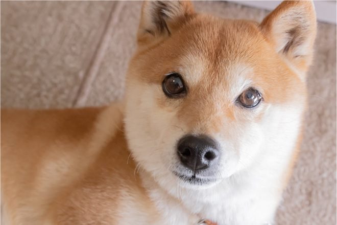 how shiba inu shib made millionaires seesaw protocol ssw