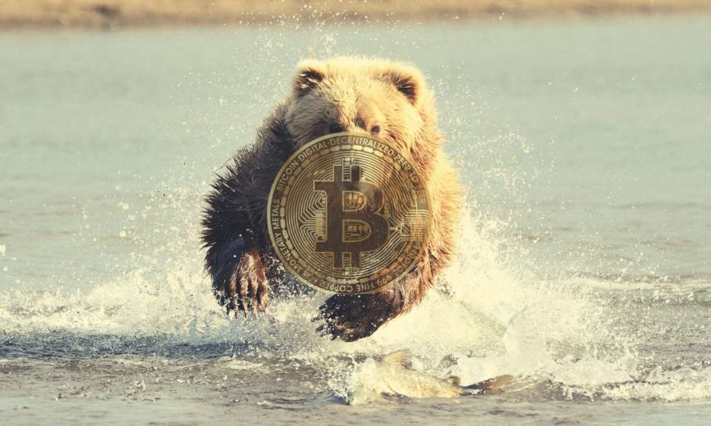 bear btc cover