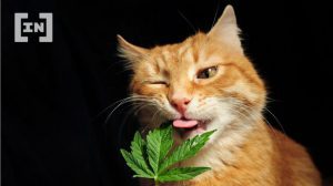 cat marijuana ink 1 850x477.jpeg.optimal