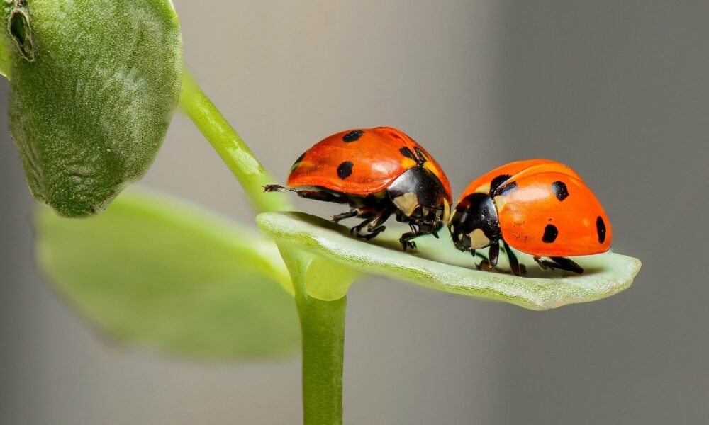 ladybugs 1593406 1280 1000x600 1