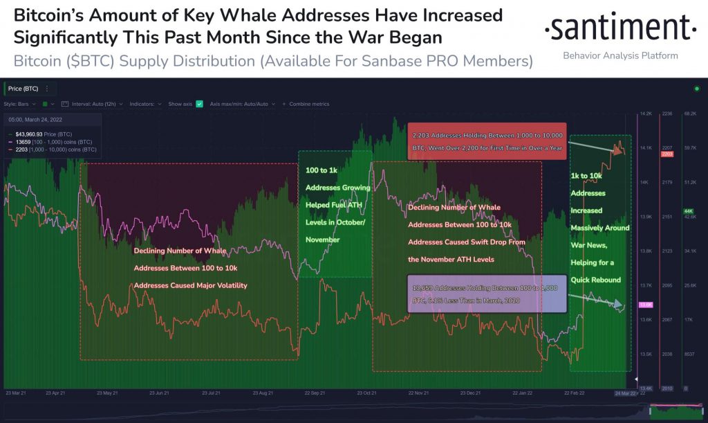 Bitcoin BTC Whale Addresses