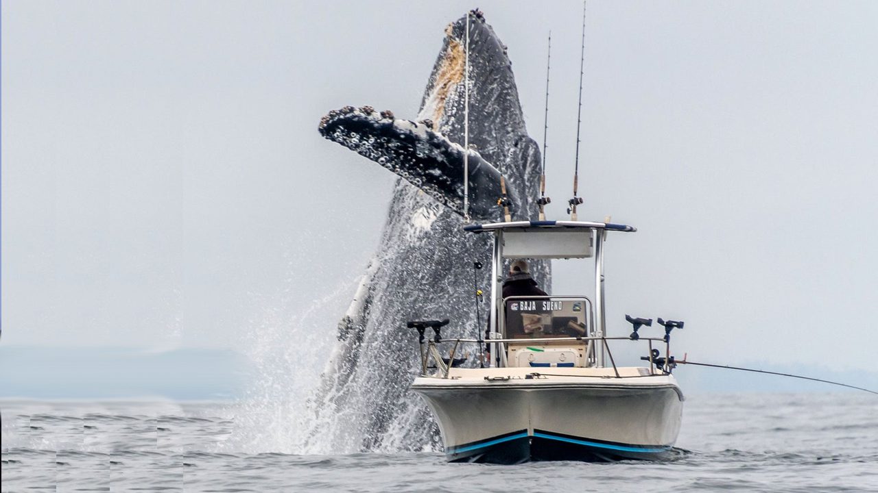 Mega Awakening — Whale Transfers 429 'Sleeping Bitcoin' From 2010 Worth Over $16.8 Million