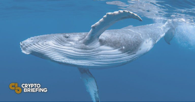 whale cover 768x403 1