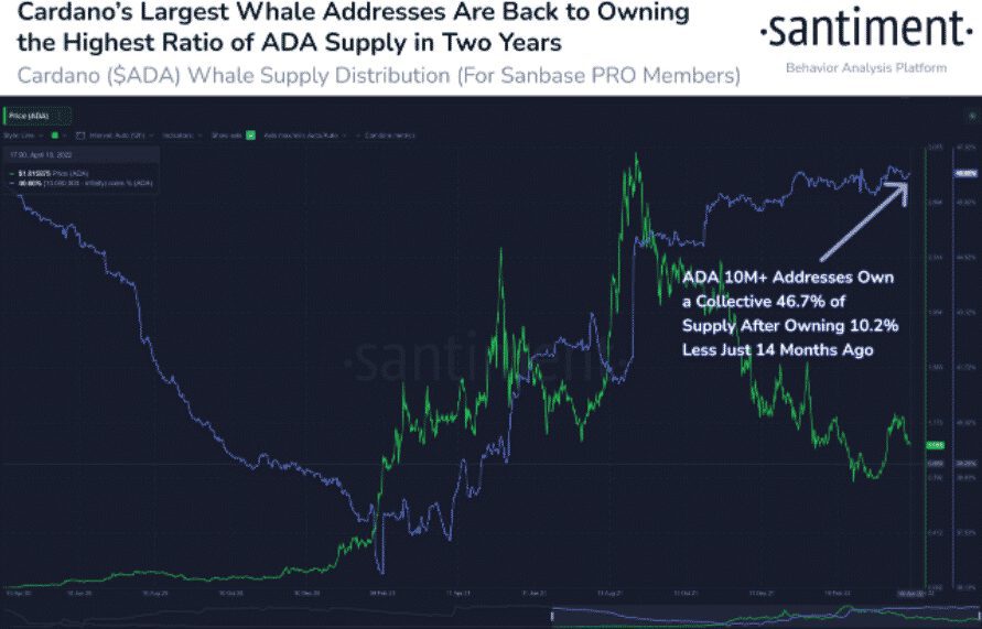 Cardano Whale Supply Distribution