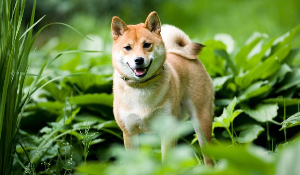 What Happens After Whales Buy Up 5.1 Billion Shiba Inu Coins