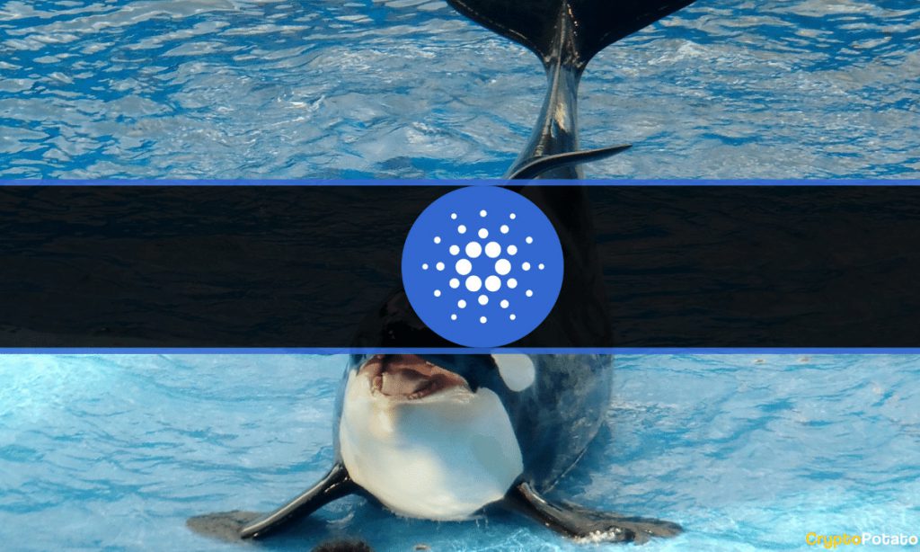 Cardano Whales