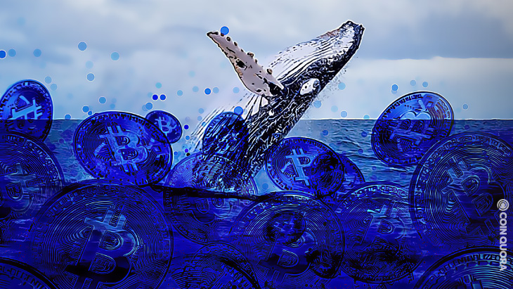 Richest BTC Whale Spends 90M Amid Market Down