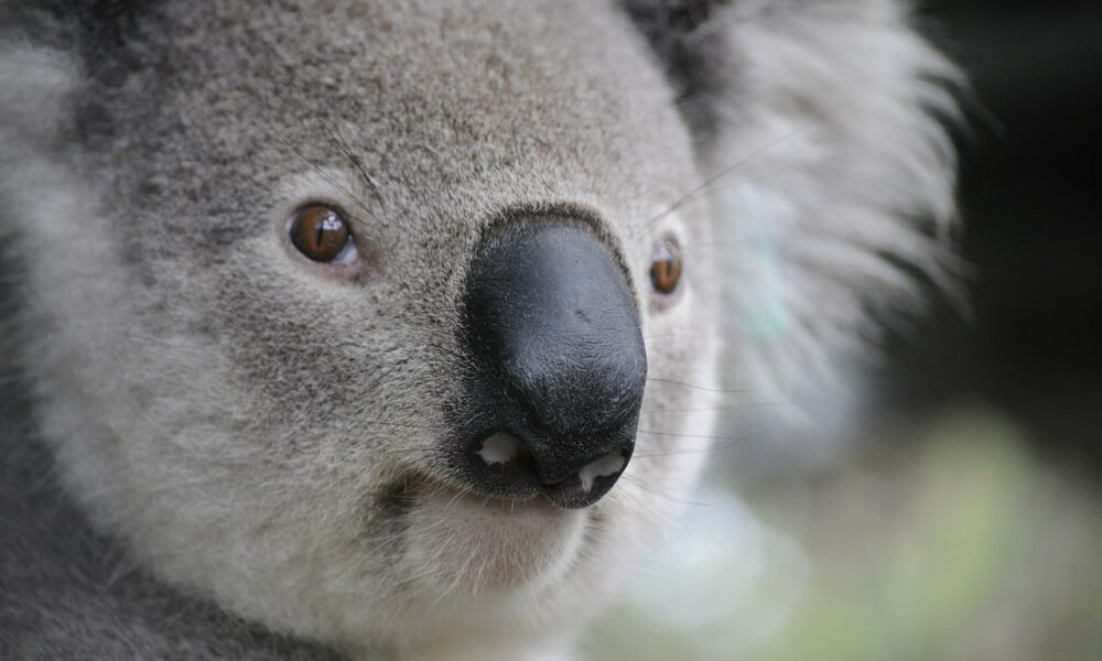 koala 630117 1280 1000x600 1