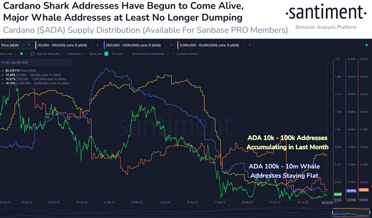 ADA whale and shark address activity Source santiment