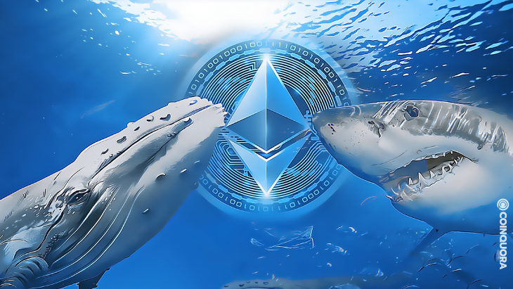 Top Ethereum Whales Hoard 534 Billion SHIB Meme Token Spikes 3