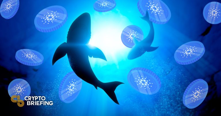 cardano sharks cover 1 768x403 1