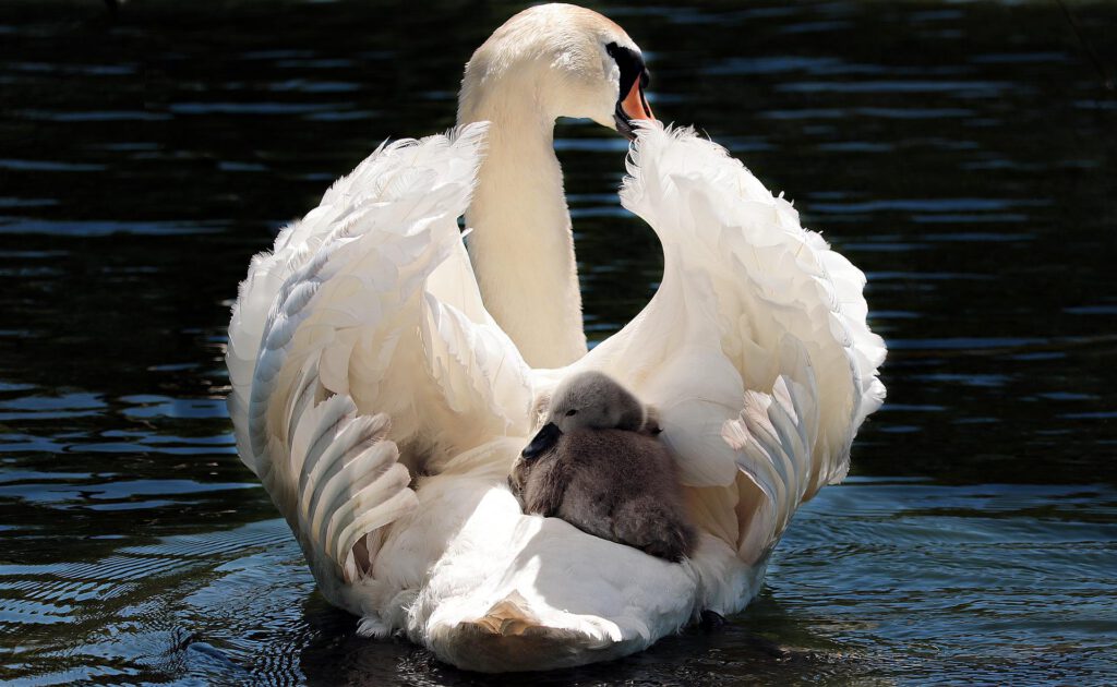 swan g87c0f80ef 1920