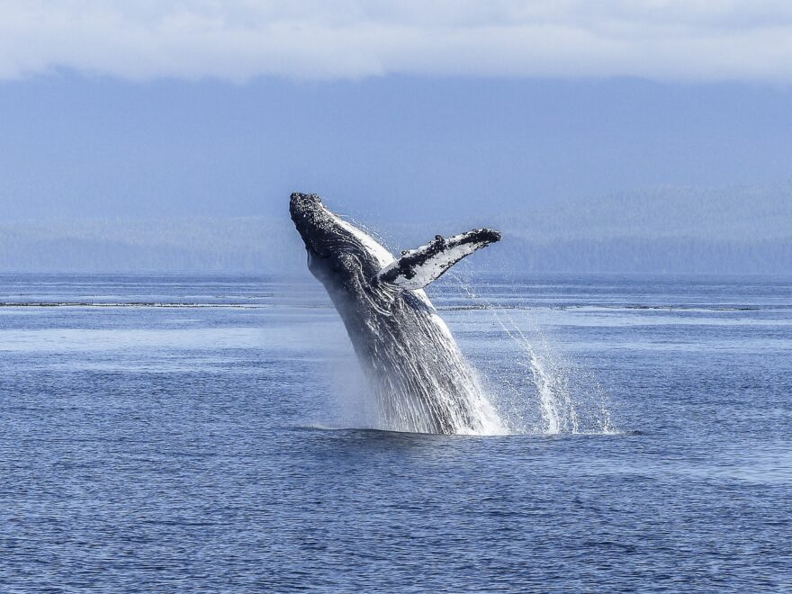 humpback whale g5d0d6b456 1280 880x660 1