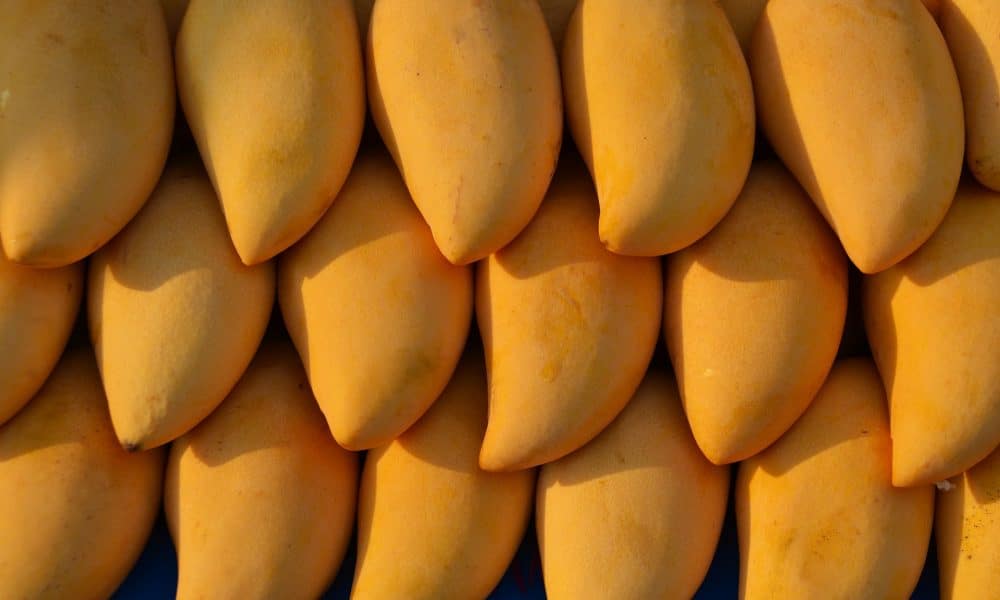 mangoes gdfdb349d4 1920 1000x600 1