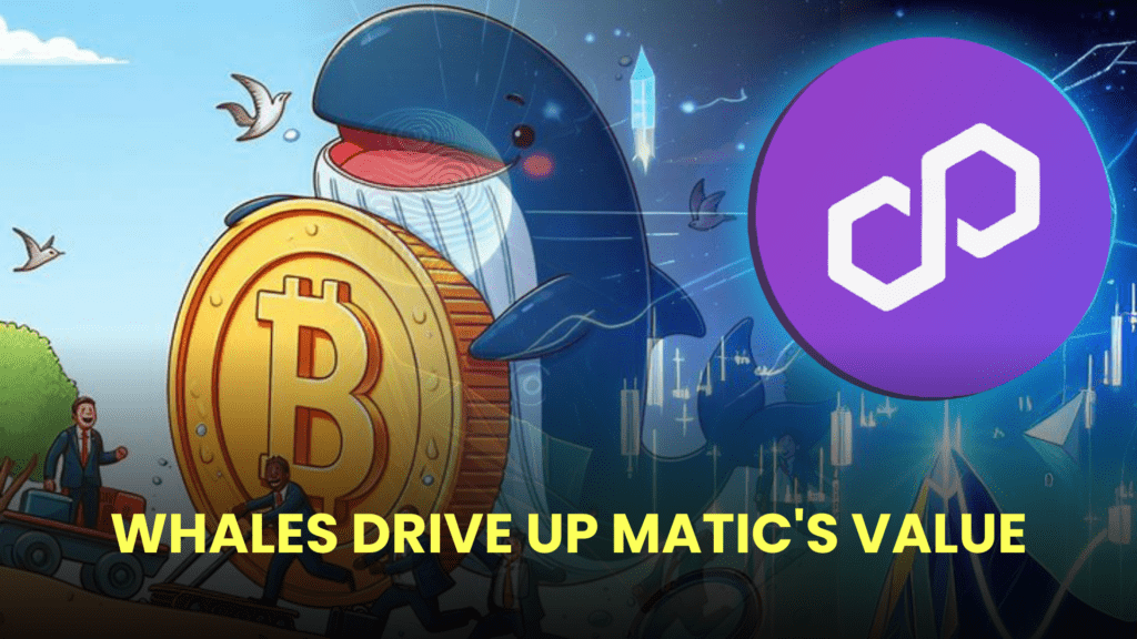 Whales Drive Up MATIC's Value