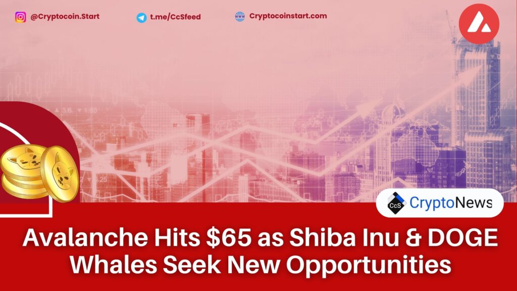 Avalanche Hits $65 as Shiba Inu & DOGE Whales Seek New Opportunities